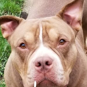 Meet your Posher, Joe